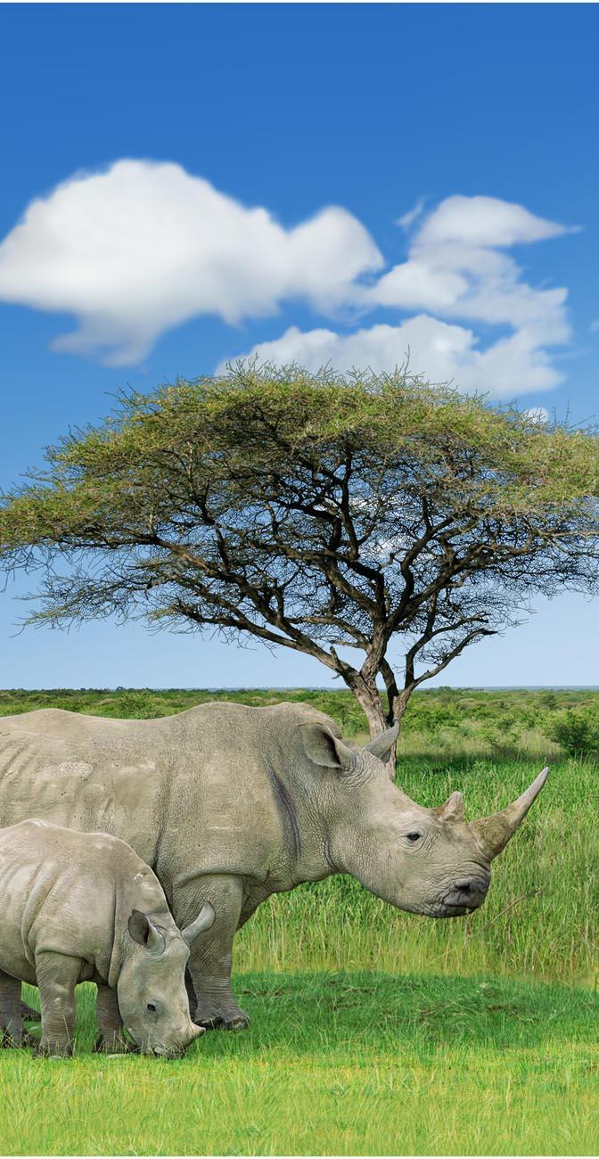 RHINO AND BABY TOWELS